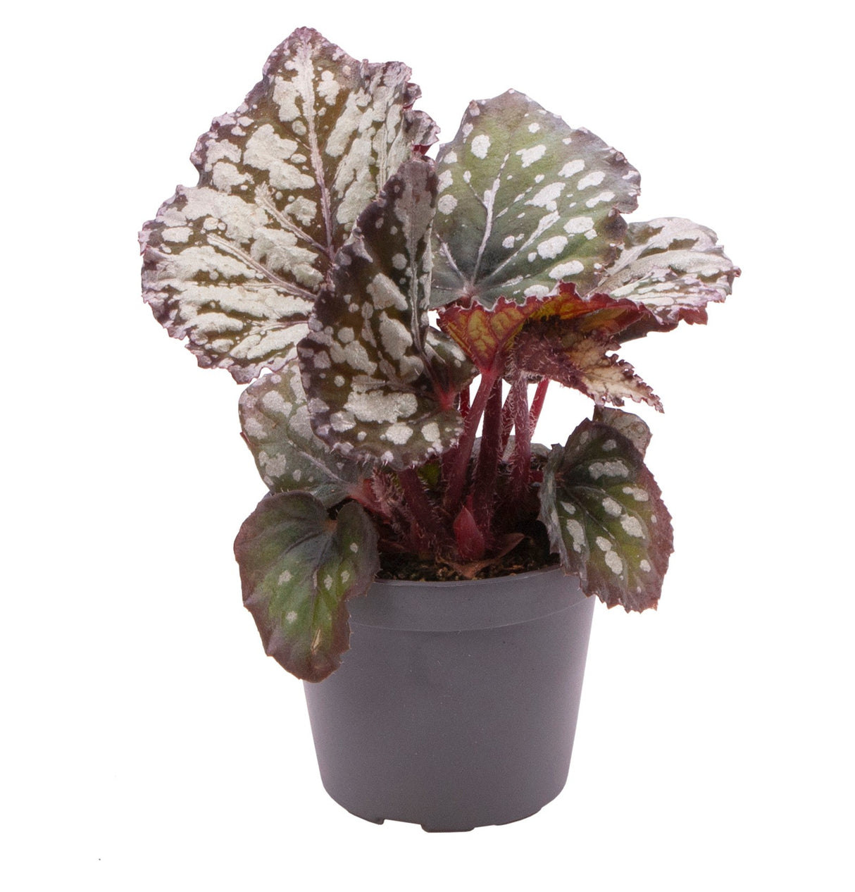 Begonia Rex Dew Drop