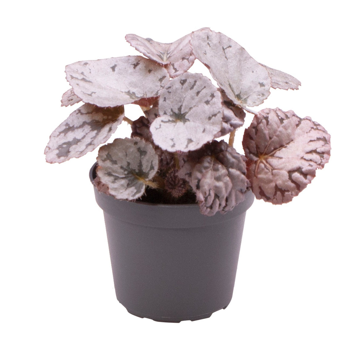 Begonia Rex Chayo