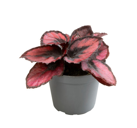 Begonia Rex Red Kiss