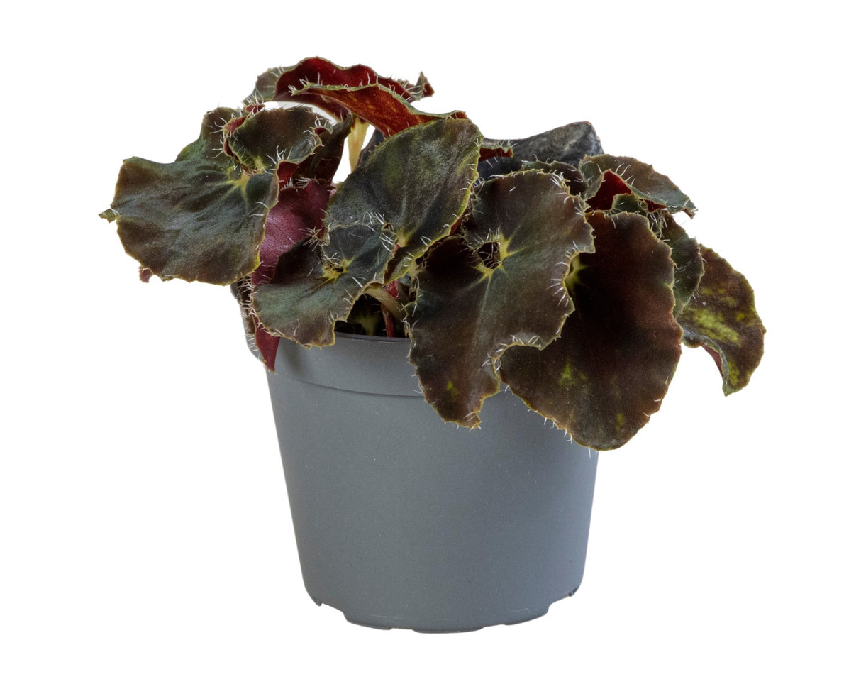 Begonia Rex Dark Mambo