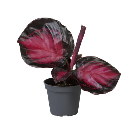 Calathea Crimson