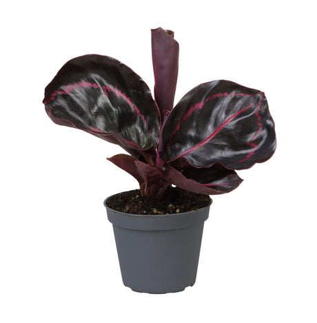 Calathea Dottie