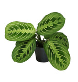 Calathea Lemon Lime