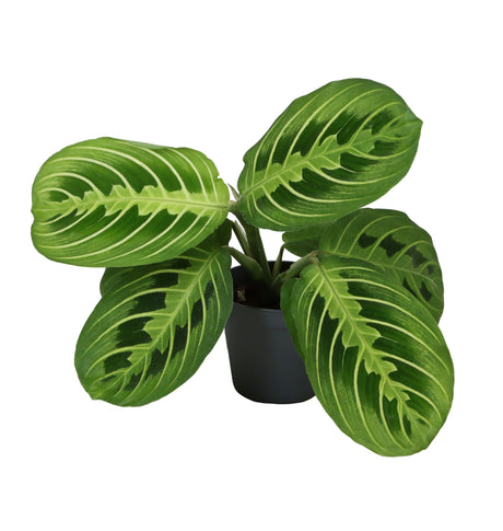 Calathea Lemon Lime