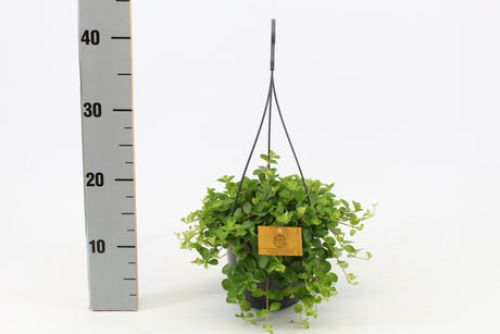 Peperomia Rotundifolia