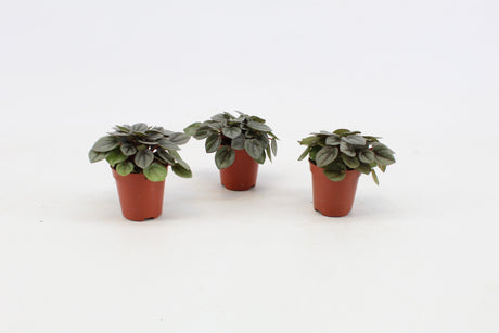 Peperomia Milano