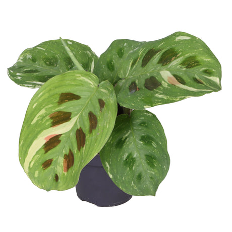 Calathea Kerchoveana Variegata