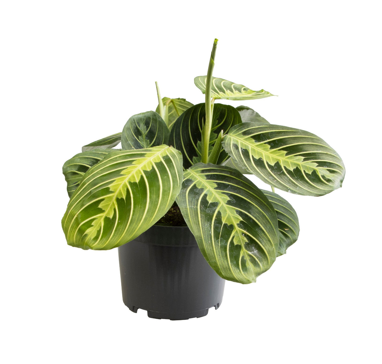 Calathea Lemon Lime