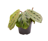 Calathea Leuconeura Red Stripe