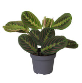 Calathea Leuconeura Red Stripe