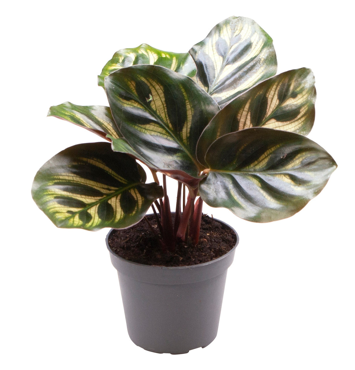 Calathea Makoyana