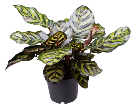 Calathea Makoyana