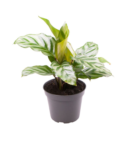 Calathea Freddie