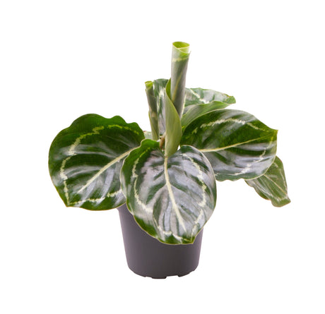 Calathea Roseopicta Green