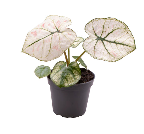 Caladium Kelly