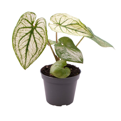 Caladium Pliage