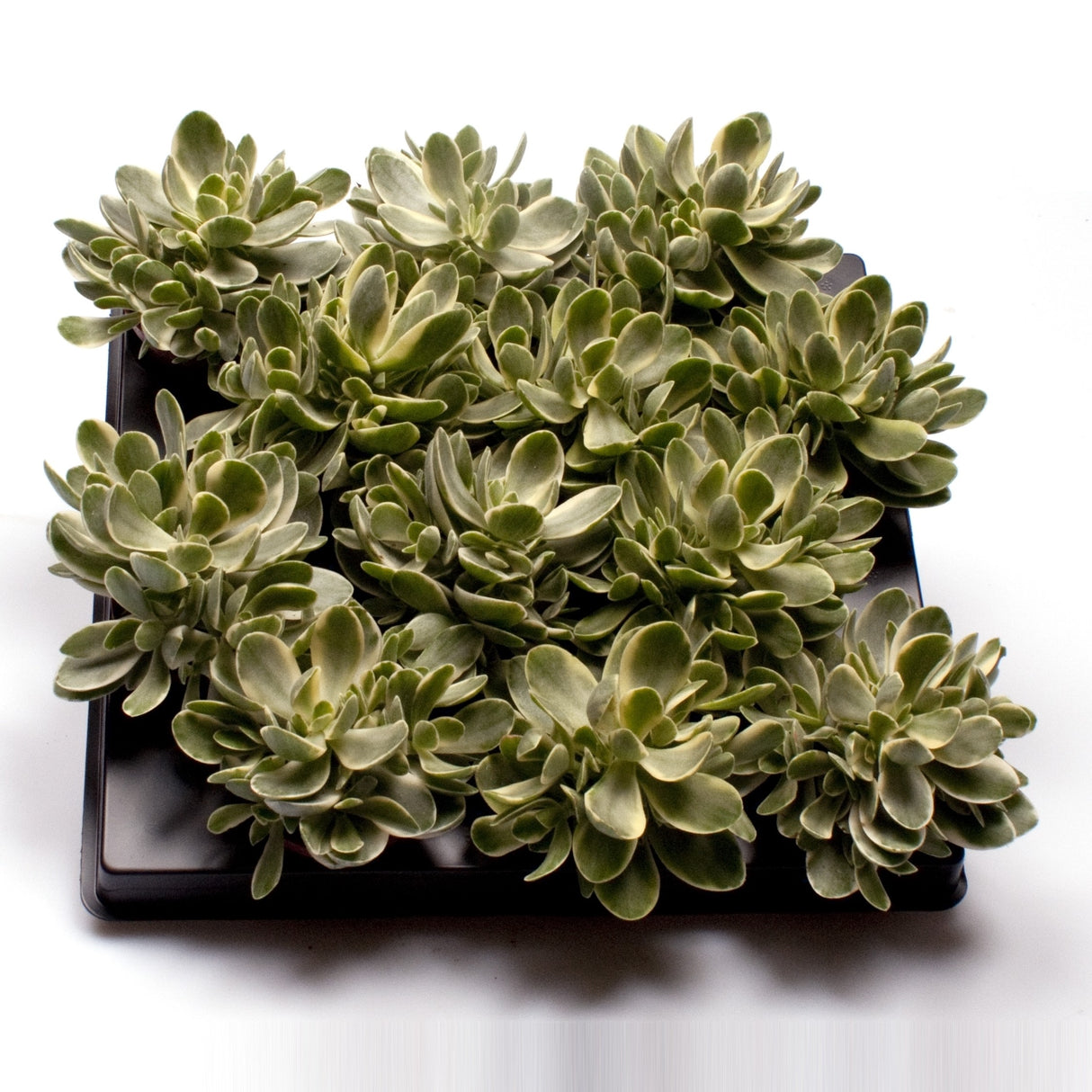 Crassula Money Maker Jade Magic