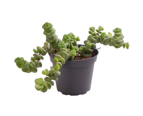 Crassula Hottentot