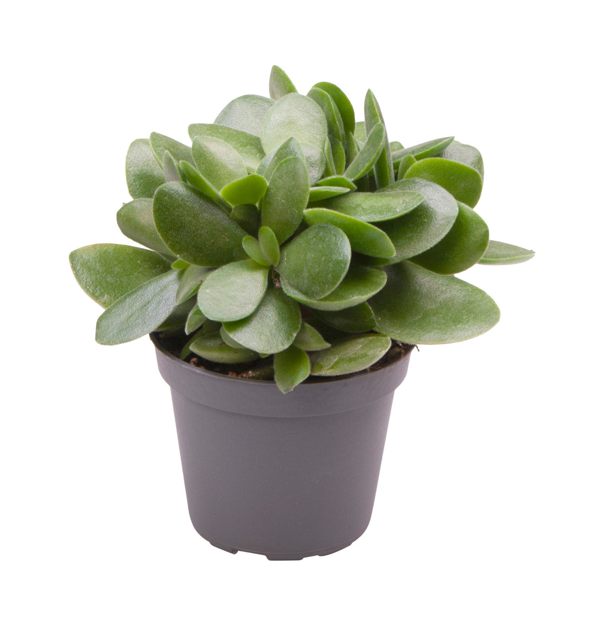 Crassula Money Maker