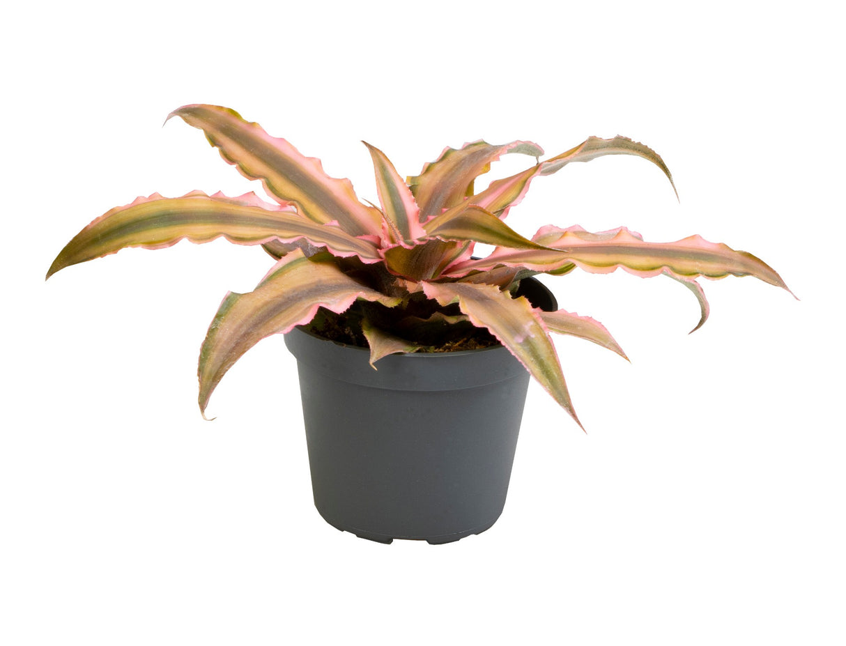 Cryptanthus Pink Star