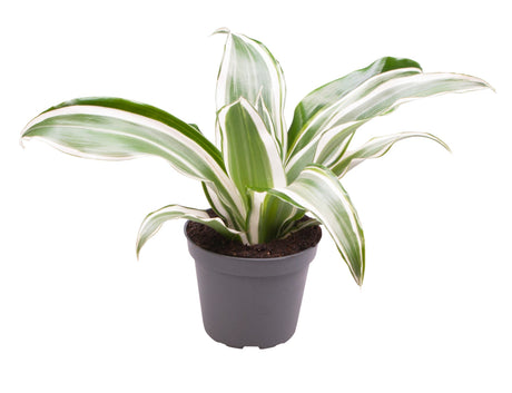 Dracaena Fragrans 'White Jewel'