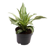 Dracaena Fragrans 'Kanzi'