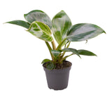 Philodendron White Measure