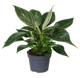 Philodendron White Measure