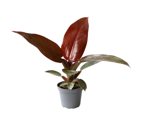 Philodendron Red Sun