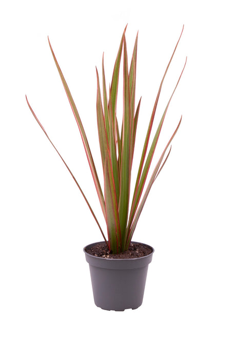 Dracaena Marginata 'Bicolor'