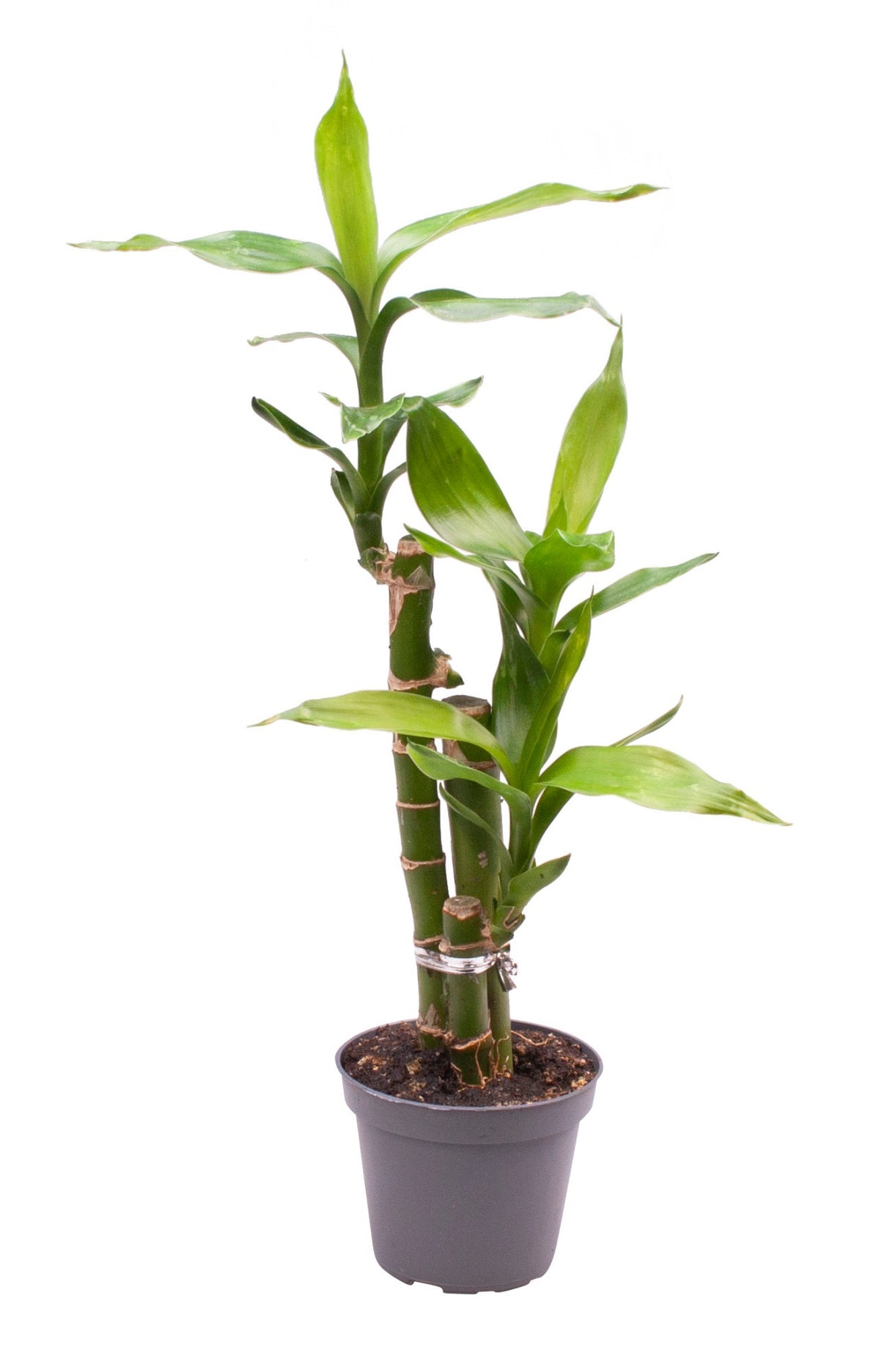 Dracaena Sanderiana Lucky Bamboo