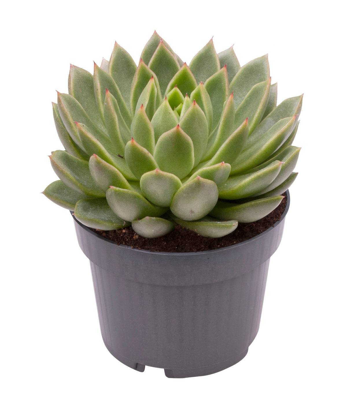 Echeveria Agavoides