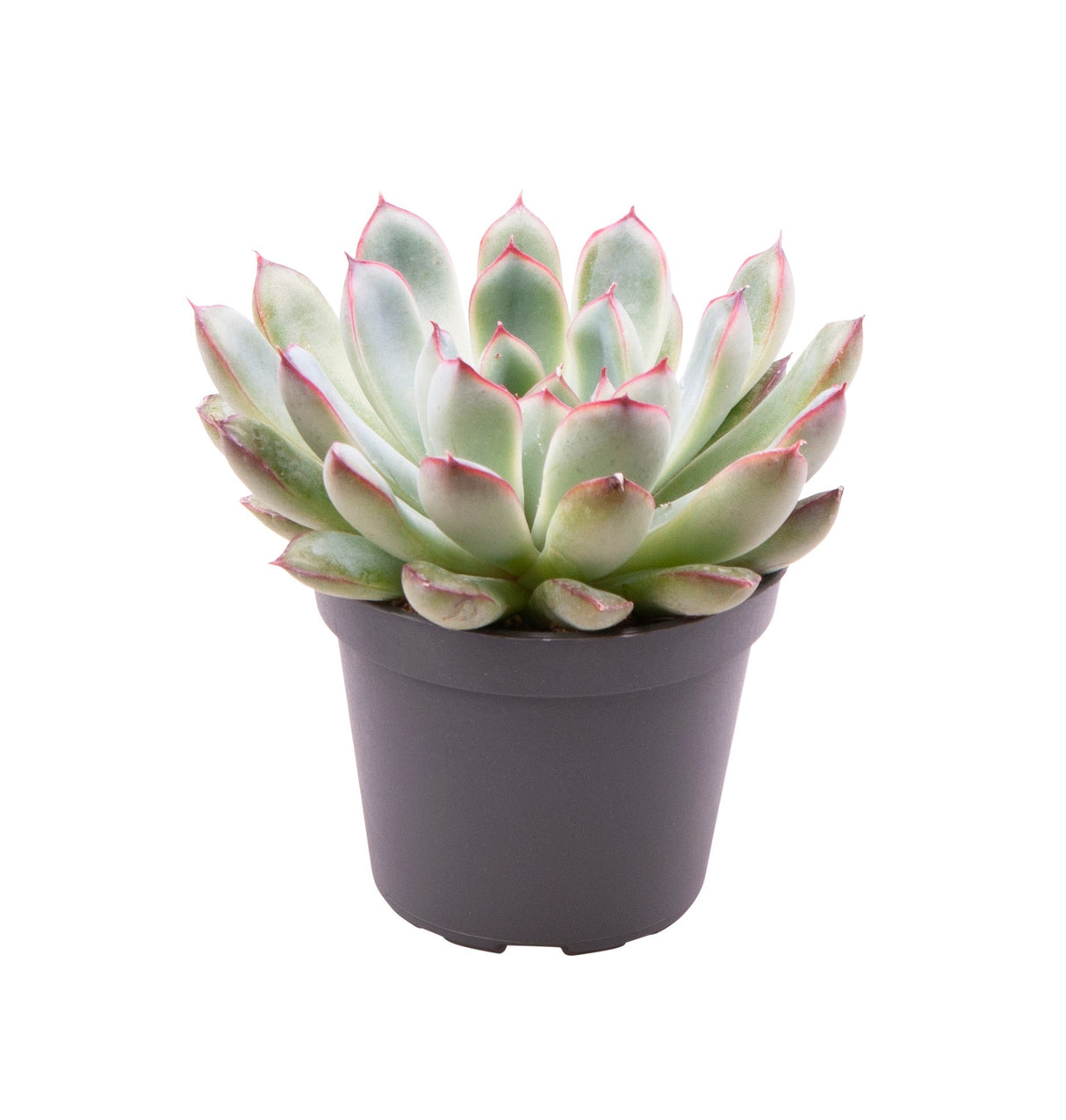 Echeveria Pulidonis