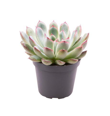 Echeveria Pulidonis