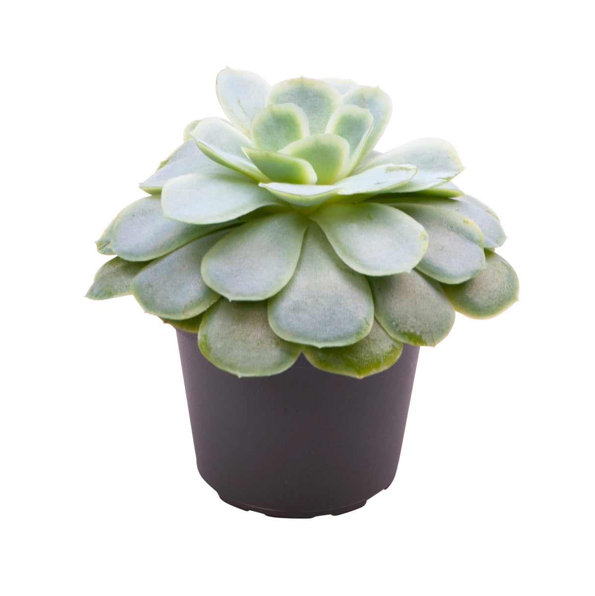 Echeveria Elegans