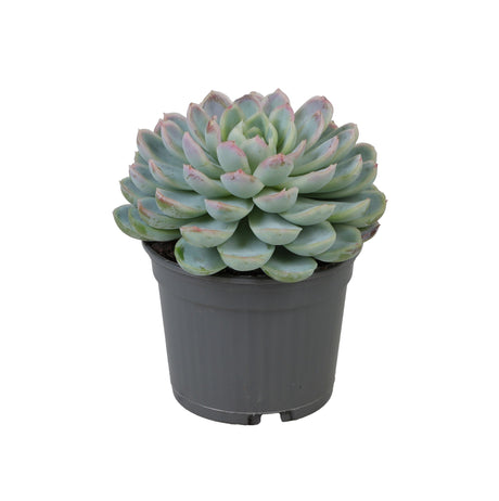 Echeveria Elegans