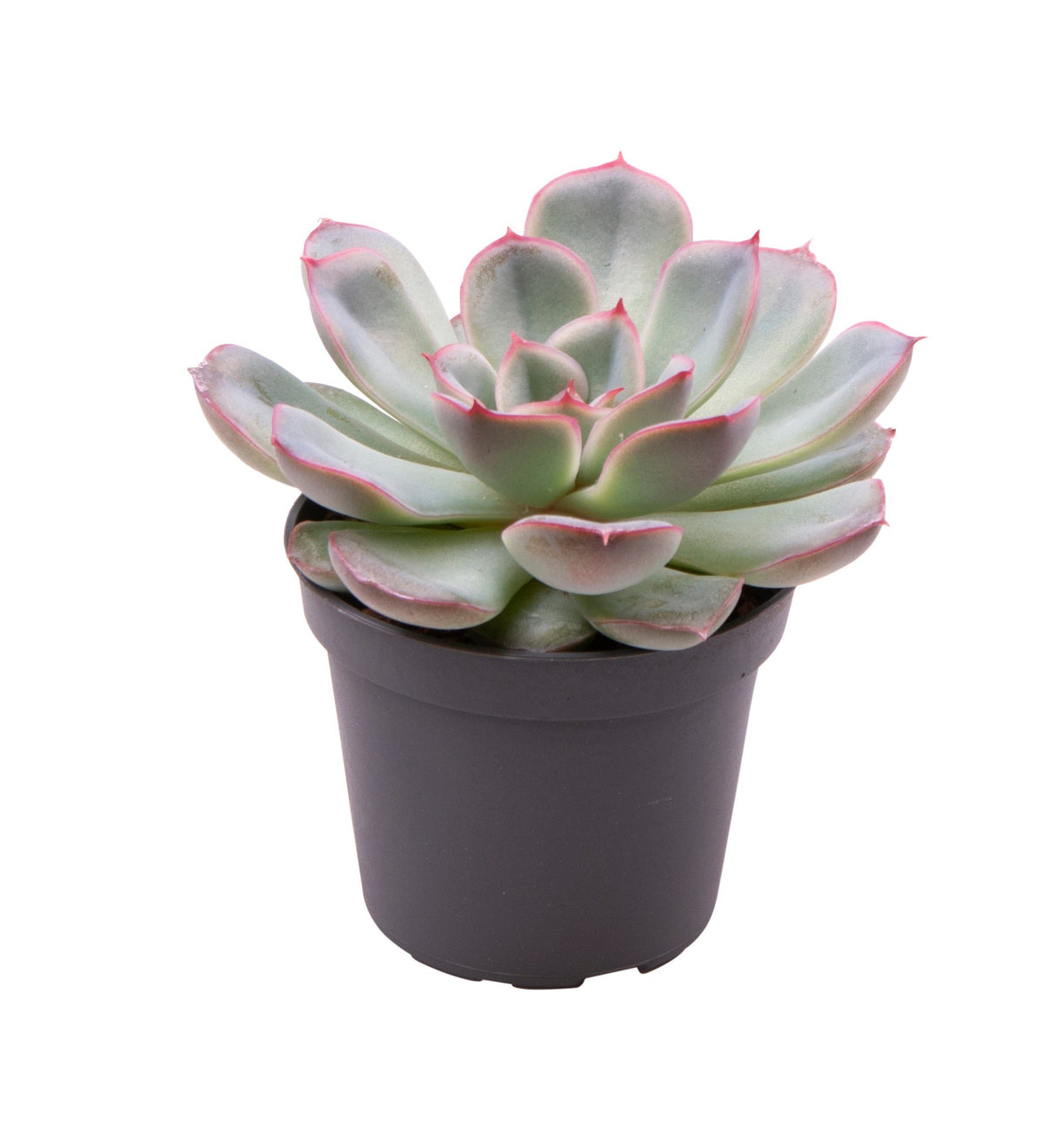 Echeveria Shira