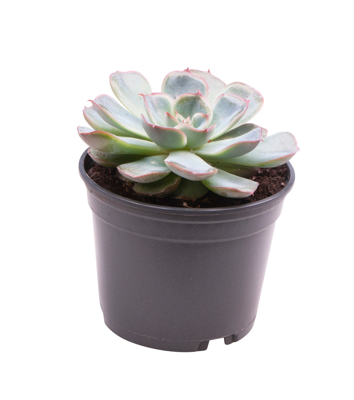 Echeveria Shira