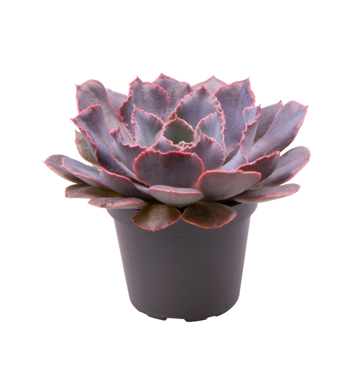 Echeveria Shaviana Pink