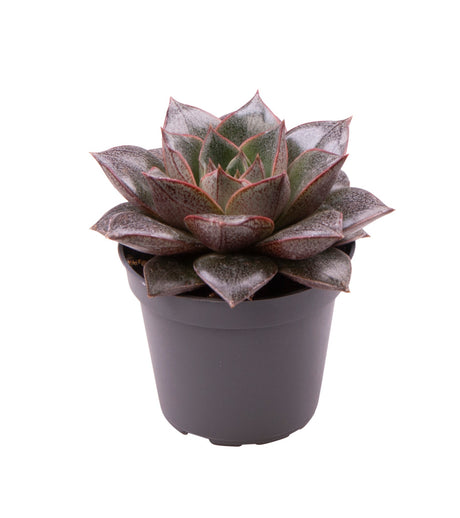 Echeveria Purpusorum