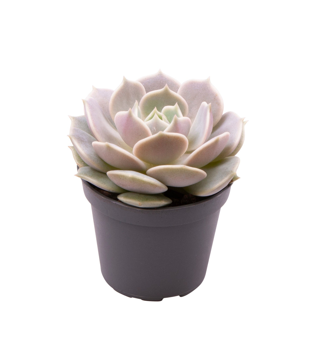 Echeveria Lola