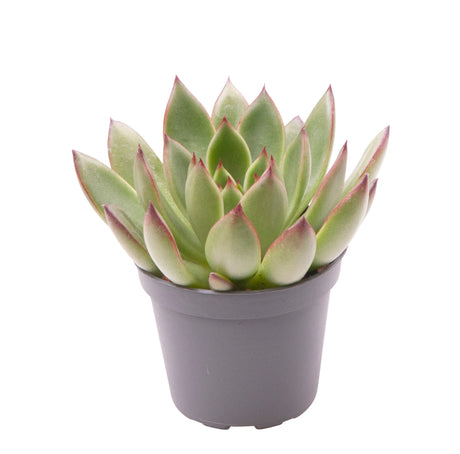 Echeveria Agavoides Red