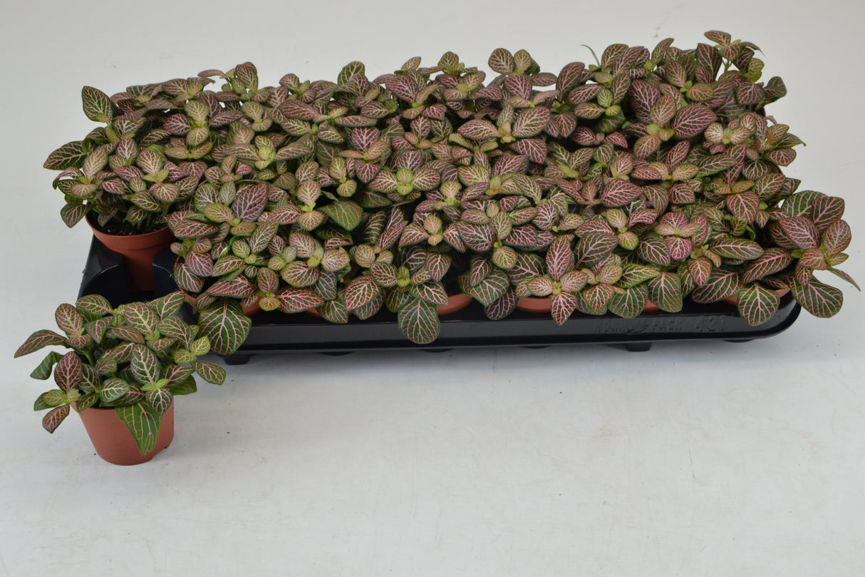 Fittonia Mosaic Mistral - Tuft