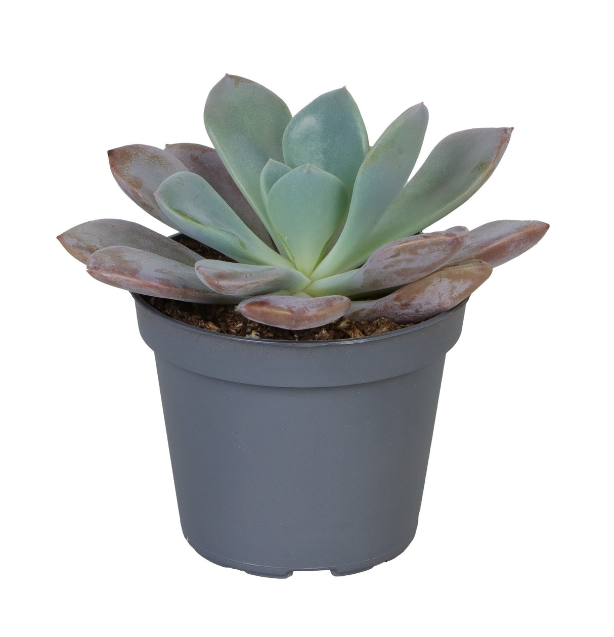 Echeveria Debbie