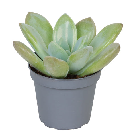 Echeveria Opalina