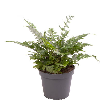 Polystichum Tsussimense