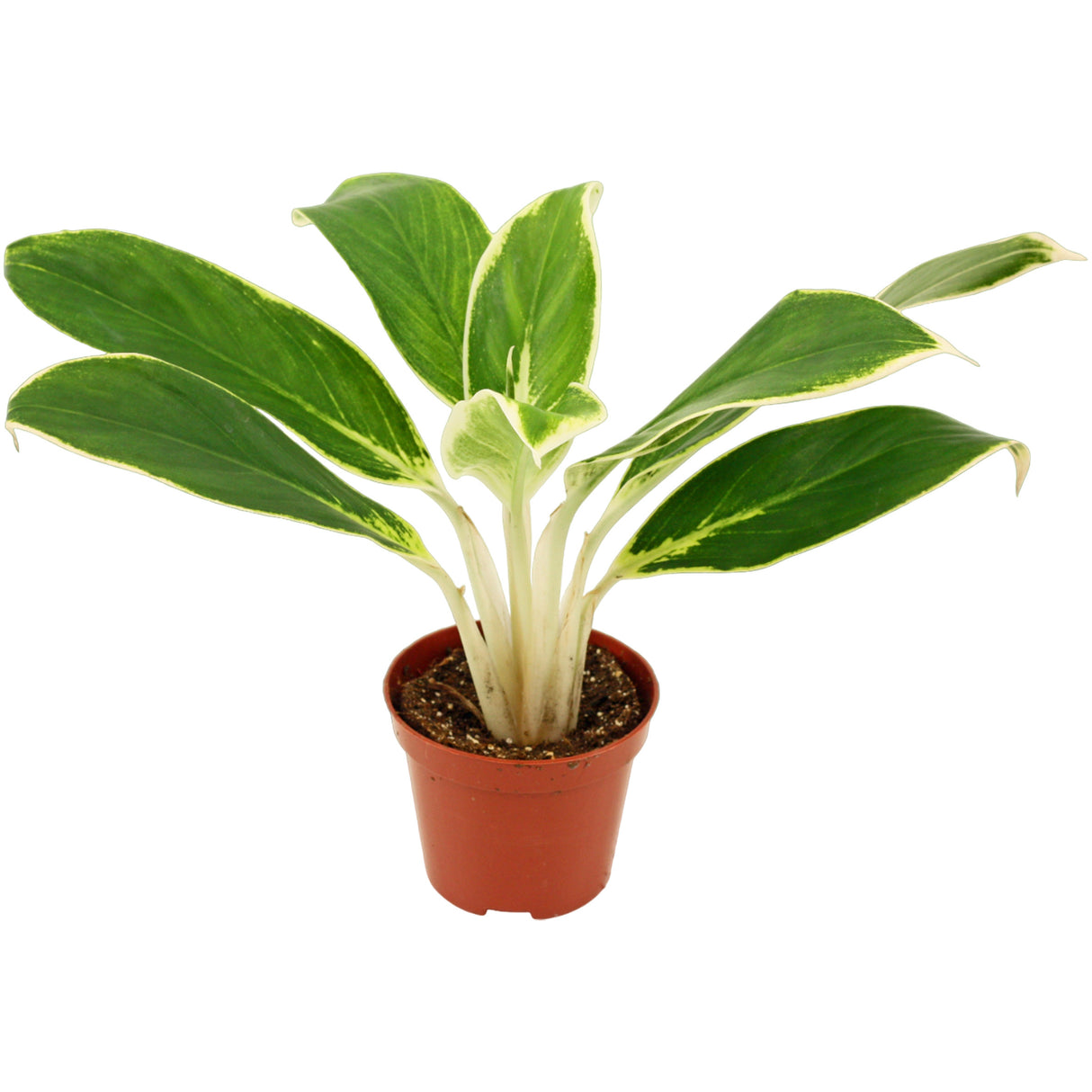 Aglaonema 'White Lime'