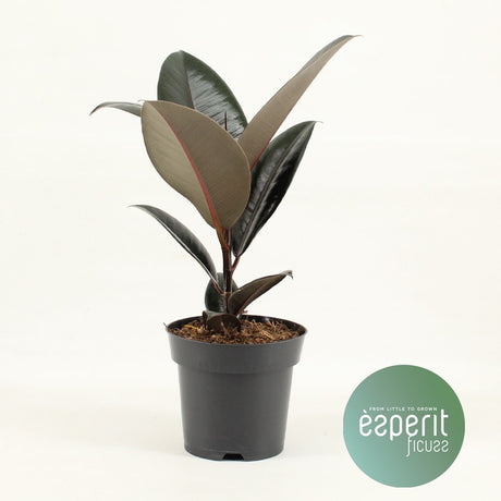 Ficus Elastica Abidjan