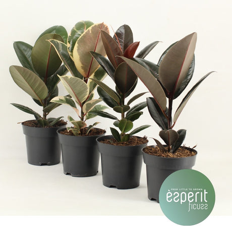 Ficus Elastica Mix - Mix 3-4 Srt