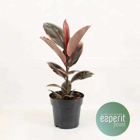 Ficus Elastica Belize®